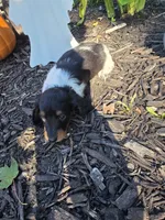 Dee 1, a female Miniature Dachshund for sale in Blanchester, OH – 5 of 5
