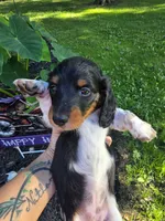 Dee 1, a female Miniature Dachshund for sale in Blanchester, OH – 1 of 5