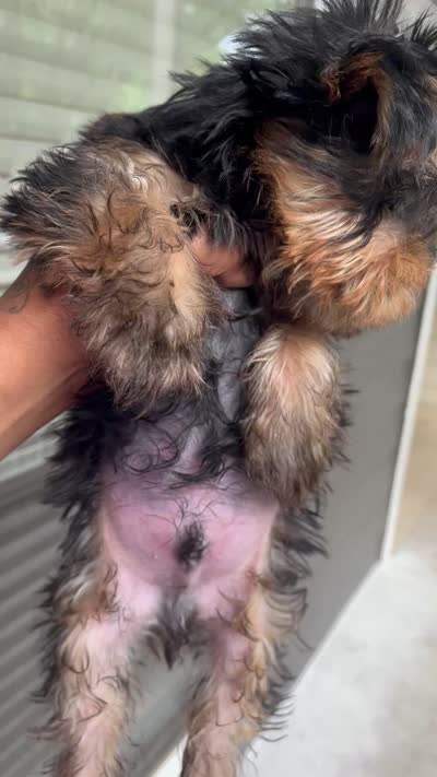 Chubbs, a male Yorkshire Terrier for sale in Lithonia, GA – 4 of 4