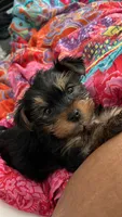 Chubbs, a male Yorkshire Terrier for sale in Lithonia, GA – 2 of 4