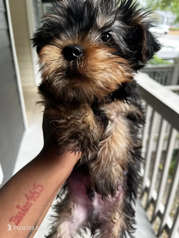 Chubbs – Yorkshire Terrier puppy for sale in Lithonia, GA