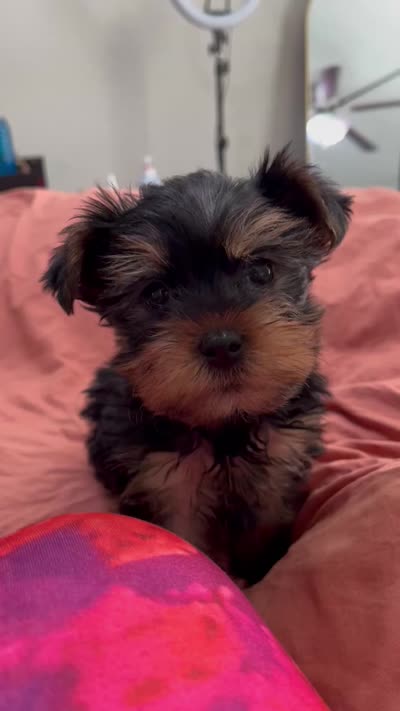 Chubbs, a male Yorkshire Terrier for sale in Lithonia, GA – 3 of 4