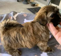 Teddy , a male Shih Tzu for sale in Walnut, CA – 2 of 2