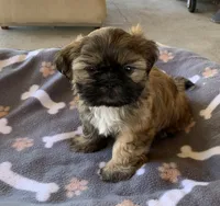 Teddy , a male Shih Tzu for sale in Walnut, CA – 1 of 2