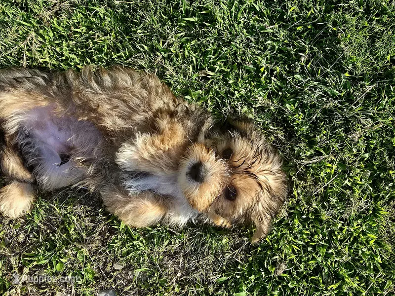 Male 1 – Maltese, Poodle - Miniature  puppy for sale in Woburn, MA