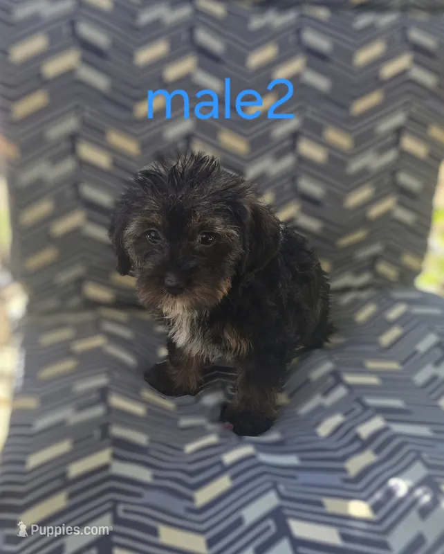 Male 2 – Maltese, Poodle - Miniature  puppy for sale in Woburn, MA
