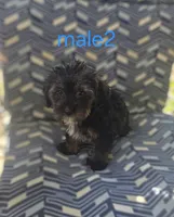 Male 2, a male Maltese and Poodle - Miniature  for sale in Woburn, MA – 1 of 1