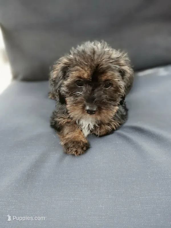 Male 2 – Maltese, Poodle - Miniature  puppy for sale in Woburn, MA