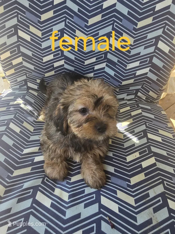 Isabella  – Maltese, Poodle - Miniature  puppy for sale in Woburn, MA