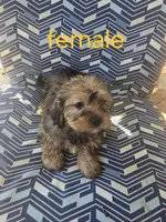 Isabella , a female Maltese and Poodle - Miniature  for sale in Woburn, MA – 1 of 1