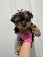 Girl3, a female Yorkshire Terrier for sale in Sacramento, CA – 4 of 5