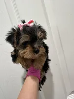 Girl3, a female Yorkshire Terrier for sale in Sacramento, CA – 5 of 5