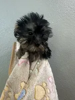 Boys, a male Yorkshire Terrier for sale in Sacramento, CA – 3 of 5
