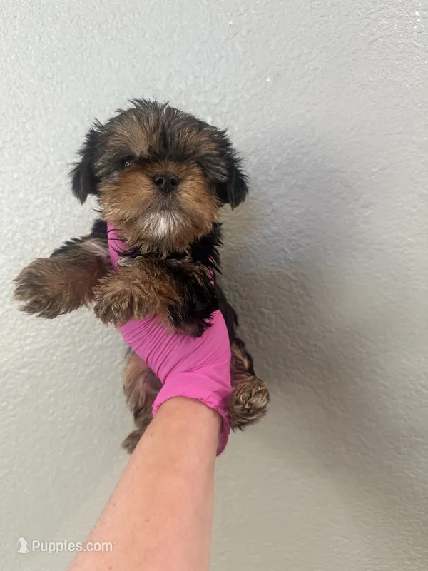 Pink girl  – Yorkshire Terrier puppy for sale in Sacramento, CA