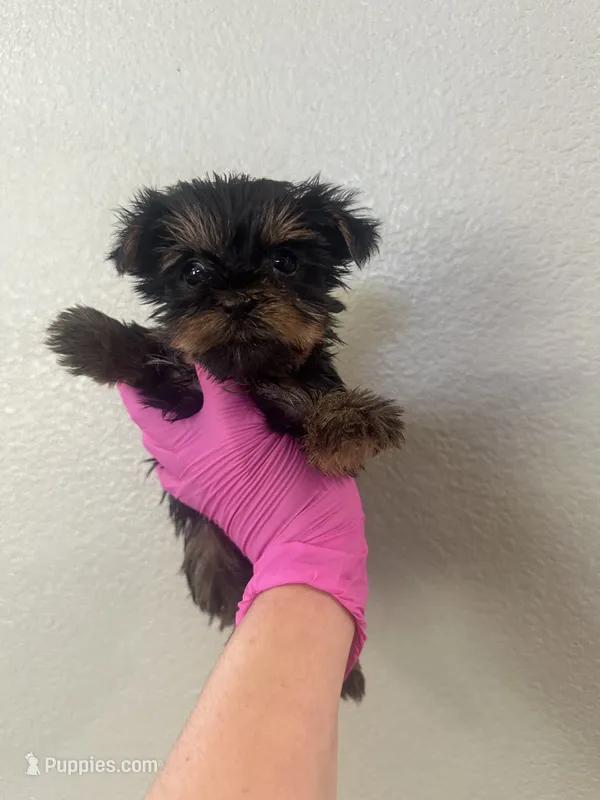 Pink girl  – Yorkshire Terrier puppy for sale in Sacramento, CA