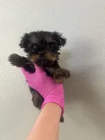 Pink girl , a female Yorkshire Terrier for sale in Sacramento, CA – 1 of 5