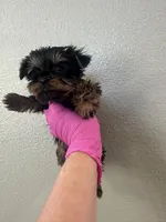 Pink girl , a female Yorkshire Terrier for sale in Sacramento, CA – 2 of 5