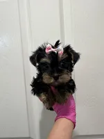 Girl1, a female Yorkshire Terrier for sale in Sacramento, CA – 4 of 4