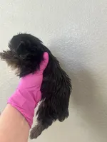 Pink girl , a female Yorkshire Terrier for sale in Sacramento, CA – 5 of 5