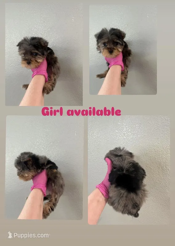 Girl – Yorkshire Terrier puppy for sale in Sacramento, CA