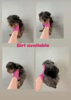 Girl, a female Yorkshire Terrier for sale in Sacramento, CA – 1 of 1