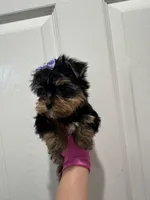 Purple bow girl, a female Yorkshire Terrier for sale in Sacramento, CA – 3 of 4