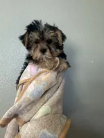 Boys, a male Yorkshire Terrier for sale in Sacramento, CA – 2 of 5