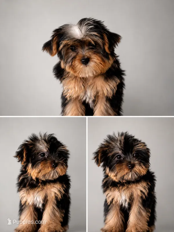 Boy2 – Yorkshire Terrier puppy for sale in Sacramento, CA