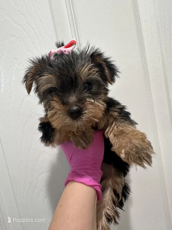 Girl3 – Yorkshire Terrier puppy for sale in Sacramento, CA