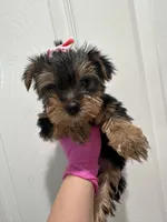 Girl3, a female Yorkshire Terrier for sale in Sacramento, CA – 1 of 5