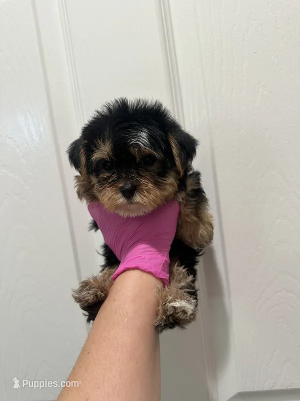 Boy – Yorkshire Terrier puppy for sale in Sacramento, CA