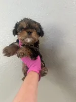 Pink girl , a female Yorkshire Terrier for sale in Sacramento, CA – 4 of 5