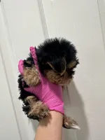 Boy, a male Yorkshire Terrier for sale in Sacramento, CA – 2 of 4