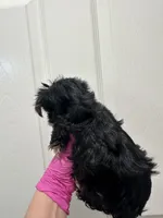Girl1, a female Yorkshire Terrier for sale in Sacramento, CA – 2 of 4
