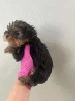 Pink girl , a female Yorkshire Terrier for sale in Sacramento, CA – 2 of 2