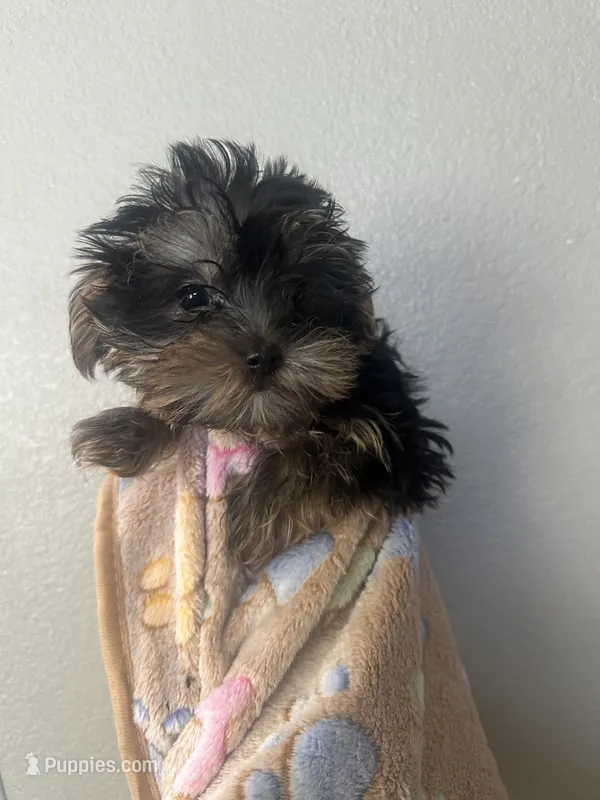 Boys – Yorkshire Terrier puppy for sale in Sacramento, CA