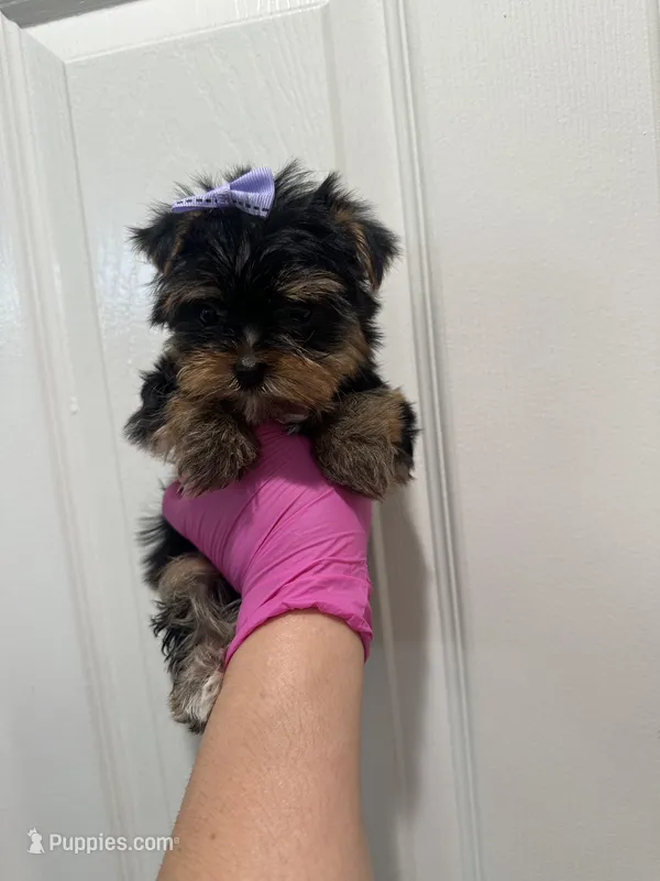 Purple bow girl – Yorkshire Terrier puppy for sale in Sacramento, CA