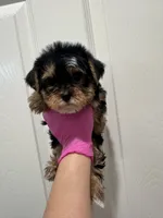 Boy, a male Yorkshire Terrier for sale in Sacramento, CA – 3 of 4
