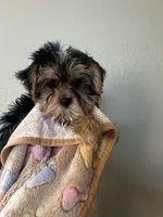 Boys, a male Yorkshire Terrier for sale in Sacramento, CA – 5 of 5