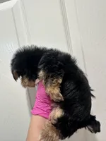 Boy, a male Yorkshire Terrier for sale in Sacramento, CA – 4 of 4