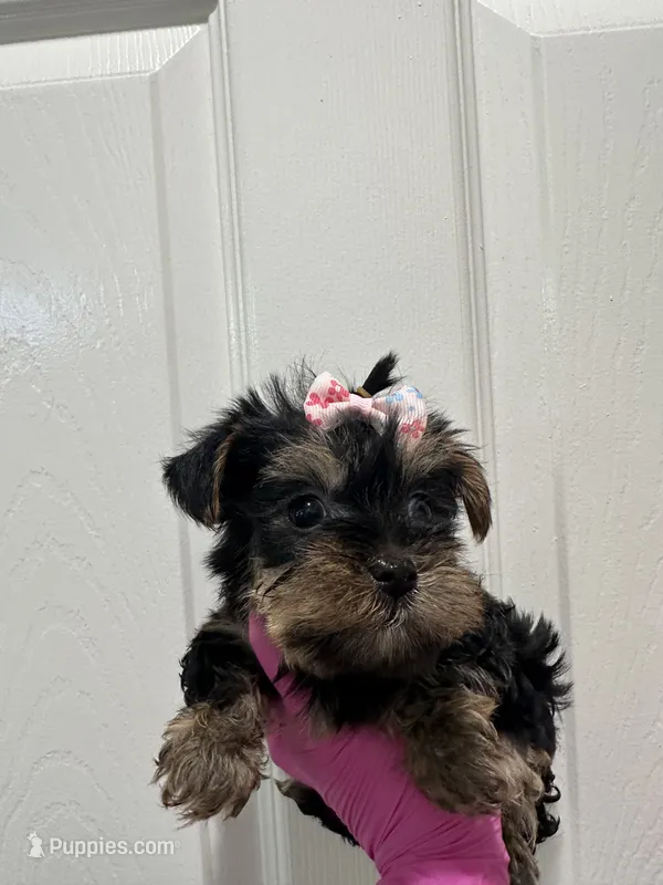 Girl1 – Yorkshire Terrier puppy for sale in Sacramento, CA