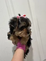 Girl3, a female Yorkshire Terrier for sale in Sacramento, CA – 2 of 5