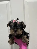 Girl1, a female Yorkshire Terrier for sale in Sacramento, CA – 3 of 4