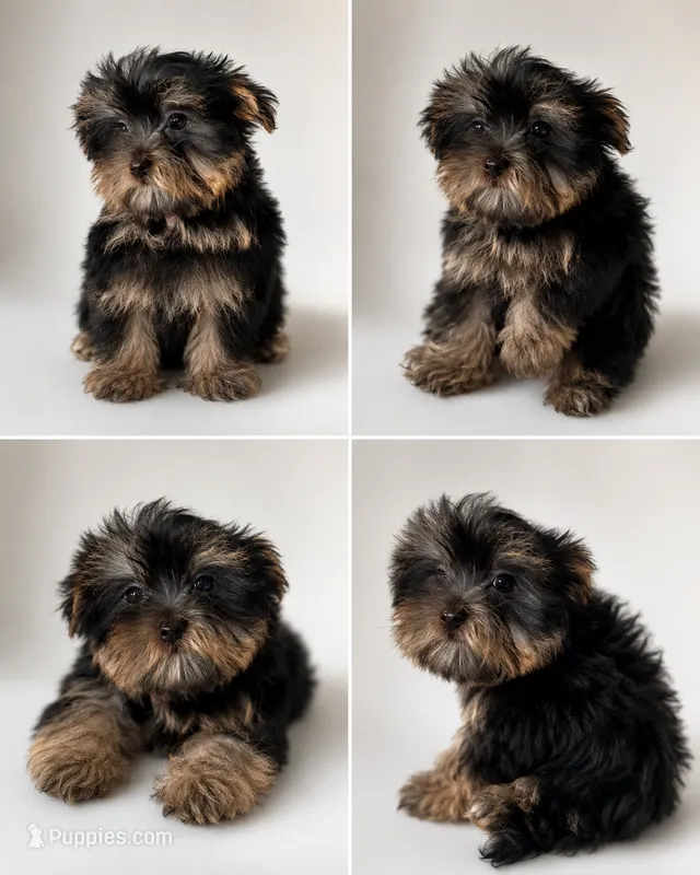 Boy1 – Yorkshire Terrier puppy for sale in Sacramento, CA