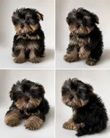 Boy1, a male Yorkshire Terrier for sale in Sacramento, CA – 1 of 1