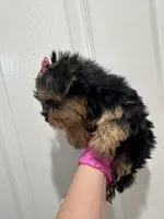 Girl3, a female Yorkshire Terrier for sale in Sacramento, CA – 3 of 5