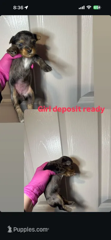 Pink  – Yorkshire Terrier puppy for sale in Sacramento, CA