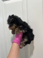 Purple bow girl, a female Yorkshire Terrier for sale in Sacramento, CA – 2 of 4