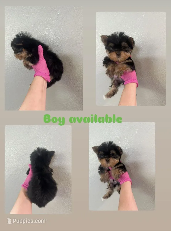Boy , a male Yorkshire Terrier for sale in Sacramento, CA – Photo 1 of 1
