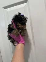 Purple bow girl, a female Yorkshire Terrier for sale in Sacramento, CA – 4 of 4